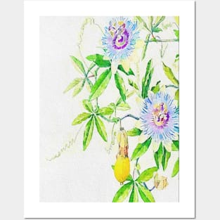 Vintage Passion Flower Plant Posters and Art